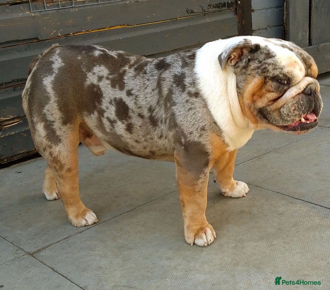 Olde English Bulldogge dogs for stud: bulldog for stud - Image 3
