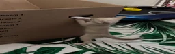 Burmese cats for sale: Gorgeous Playful Loving Burmese Kittens  - Advert 22