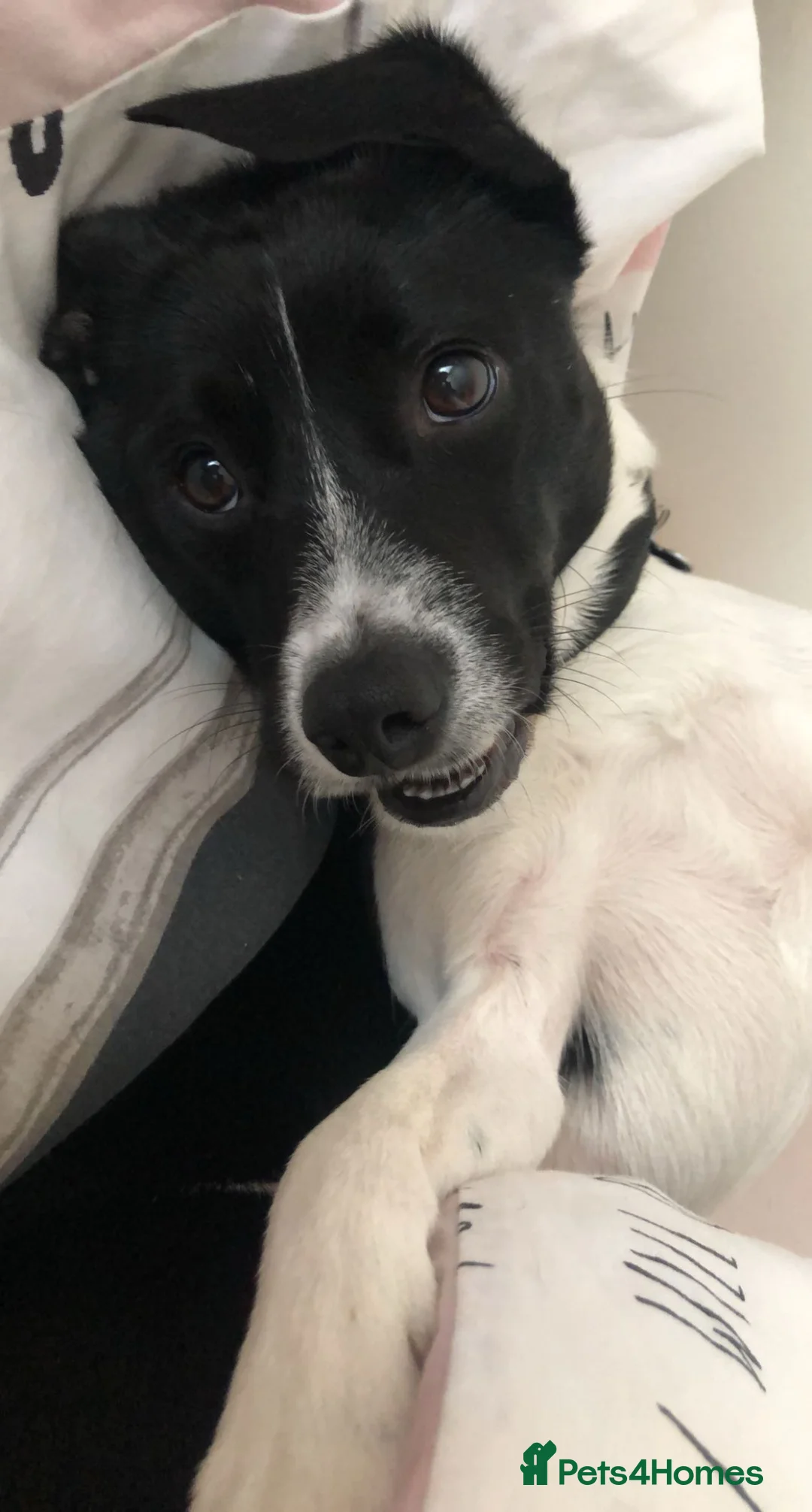 Mixed Breed dogs for sale: Milo 6 yrs Old Looking for a Loving Home - Advert 3