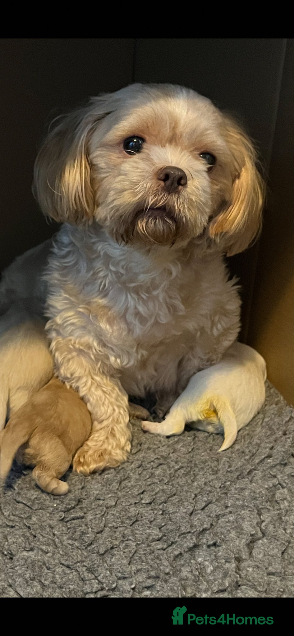 Shih Tzu dogs Gorgeous shitzu puppies - Advert 1