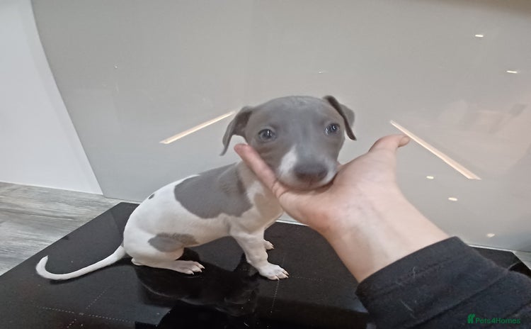 Whippet dogs - Advert 1