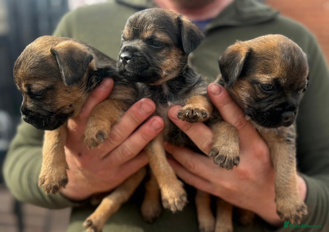 Border Terrier dogs Quality Border Terrier Puppies - Advert 1