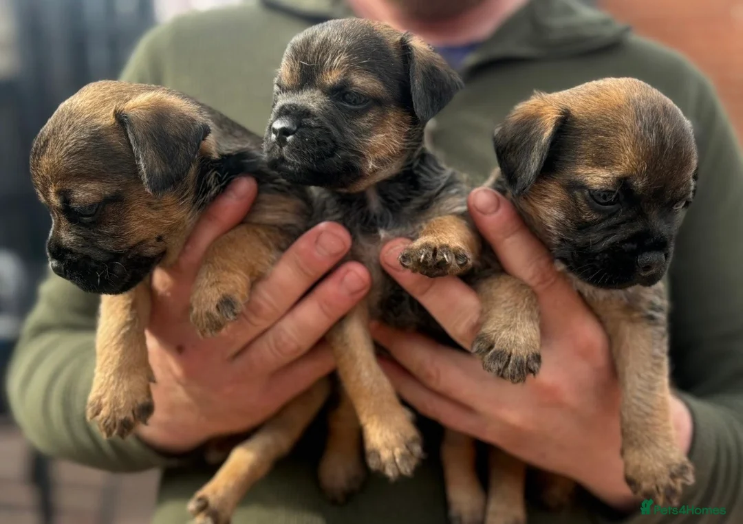 Border Terrier dogs for sale: Quality Border Terrier Puppies - Advert 1
