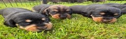 Dachshund dogs for sale: KC Registered wirehaired dachshund teckel puppies - Advert 7