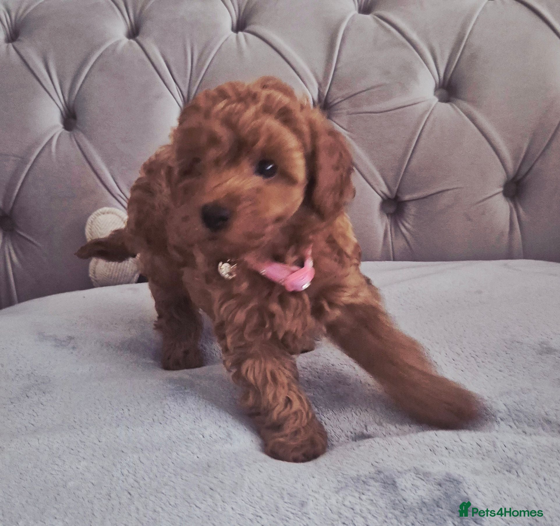 Cavapoo dogs F1B HEALTH TESTED RUBY CAVERPOOS  - Advert 6