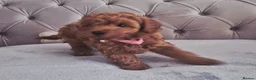 Cavapoo dogs for sale: F1B HEALTH TESTED RUBY CAVERPOOS  - Advert 3