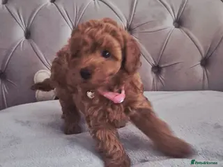 Cavapoo dogs F1B HEALTH TESTED RUBY CAVERPOOS - Advert 18