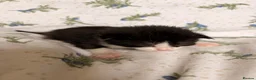 Maine Coon cats for sale: Maine Coon Cross Kittens - Advert 9
