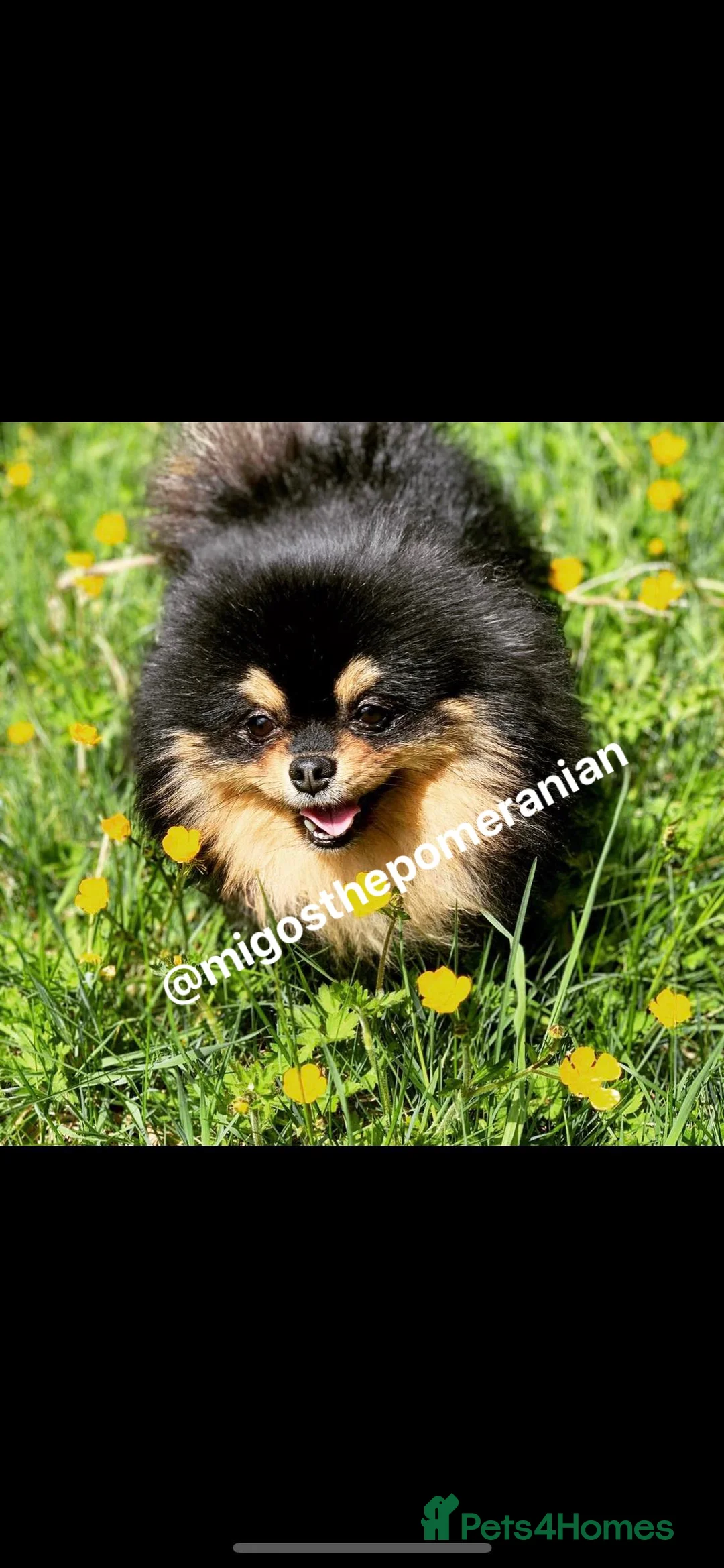 Pomeranian dogs for stud: Sunning Proven KC Black and Tan Pomeranian Stud in Ebbw Vale - Advert 1