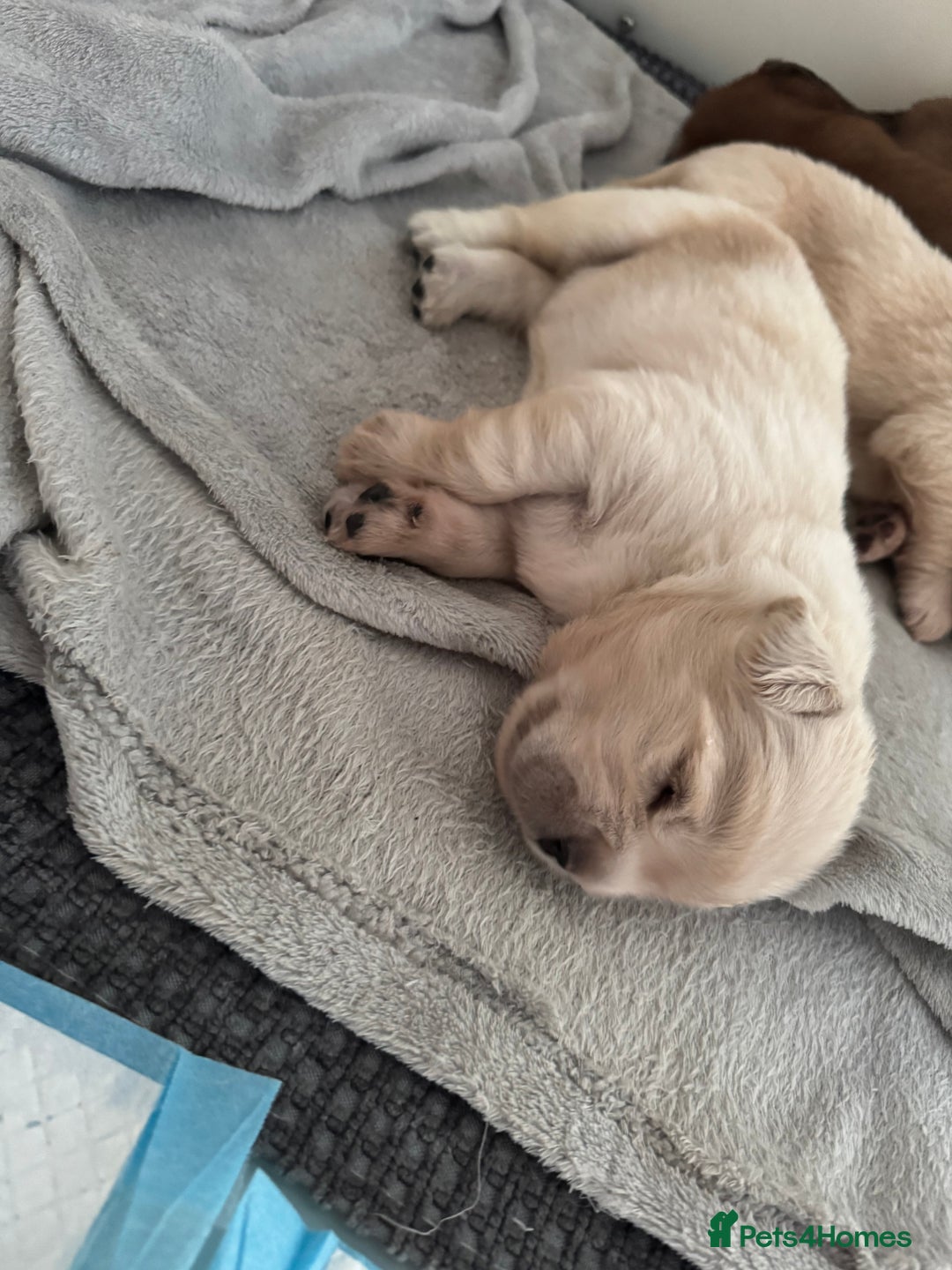 Tibetan Mastiff dogs for sale: Chinese Tibetan mastiff pups  - Image 3