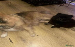 Pomeranian dogs for sale: Pomeranian puppy girl  - Image 3