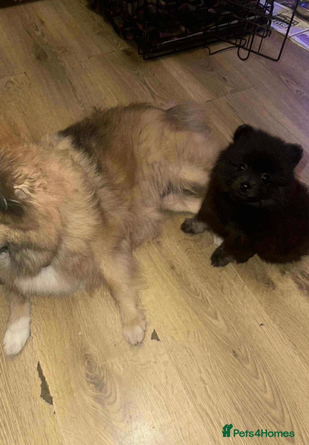 Pomeranian dogs for sale: Pomeranian puppy girl  - Image 3