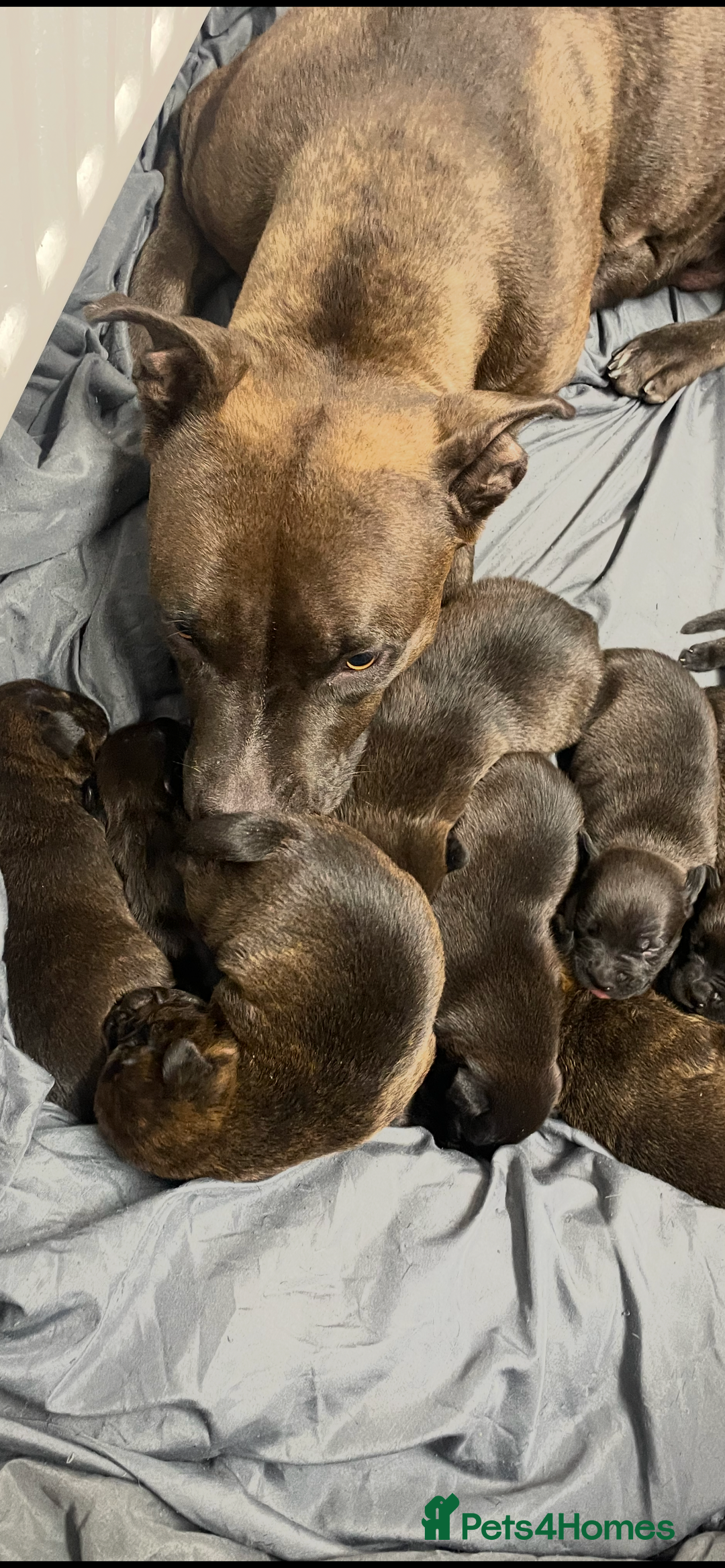 Mixed Breed dogs for sale: Staffy X Rottweiler puppies for sale - Image 19
