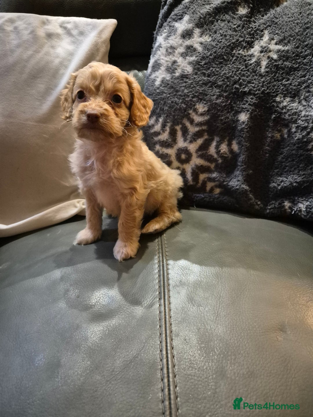 Cockapoo dogs for sale: F1 cockapoo's - ready next week  - Advert 9