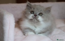 British Shorthair cats for sale: BSH/BLH Females TICA Reg  - Image 10