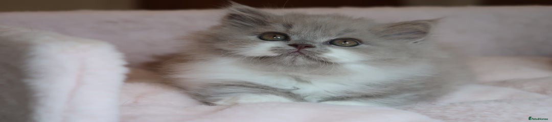 British longhair Kitten 2
