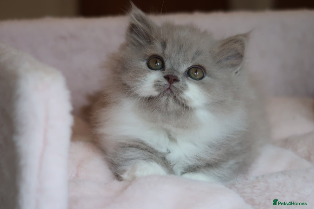 British Shorthair cats for sale: BSH/BLH Females TICA Reg  - Image 10