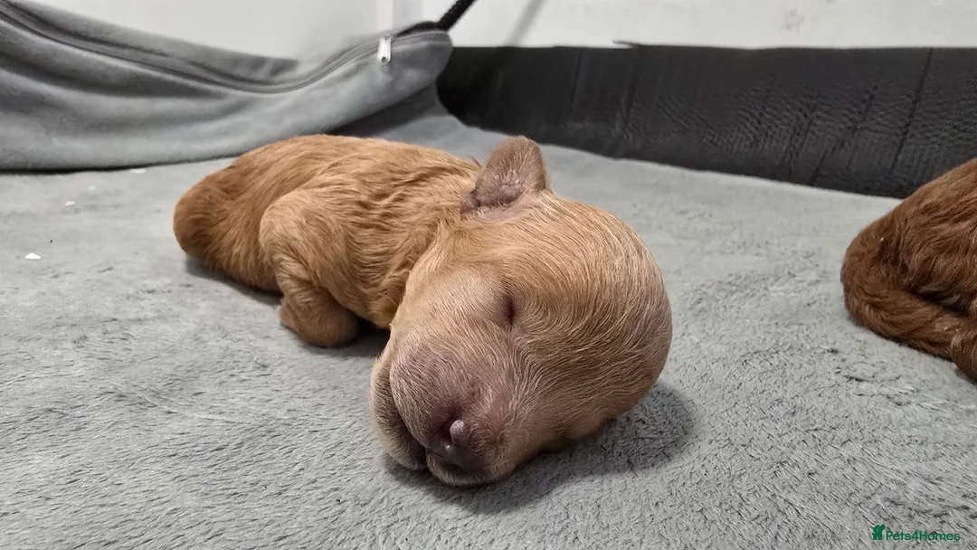 Toy Poodle dogs for sale: Exquisite purebreed toy poodle female  - Advert 7