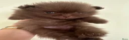 Pomeranian dogs for sale: Chocolate Pomeranian teddy bears 🤎🤎🤎🤎 - Advert 3
