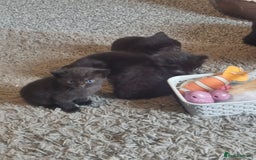 Domestic Shorthair cats for sale: Beautiful black kittens - Image 4