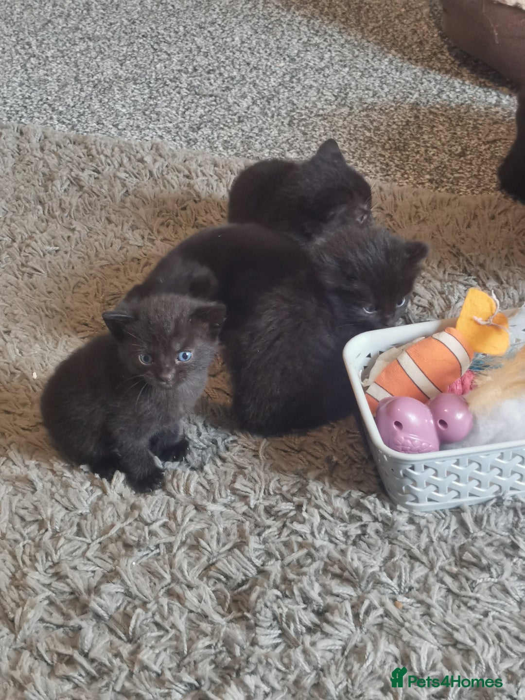 Domestic Shorthair cats for sale: Beautiful black kittens - Image 4