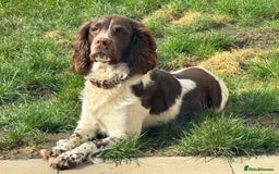 English Springer Spaniel dogs for stud: English springer spaniel to stud. - Image 1