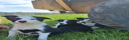 Border Collie dogs for sale: Border Collie pups for sale - Advert 3