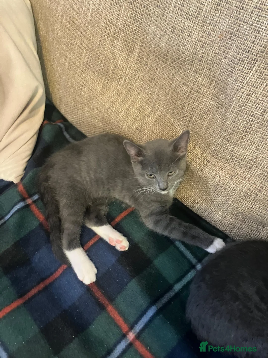 Mixed Breed cats for sale: Beautiful russian blue/british short hair cross in Banbury - Advert 2