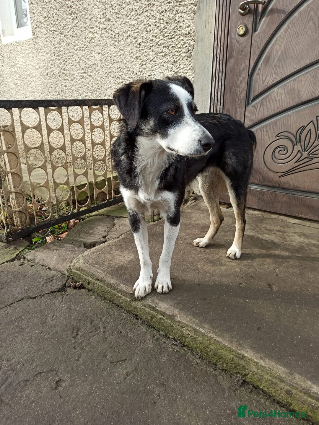 Mixed Breed dogs for adoption: 💙BENNY💙 – Dreams of His First Birthday at Home - Advert 31