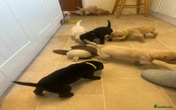 Labrador Retriever dogs for sale: Working/Active Pet - Image 3