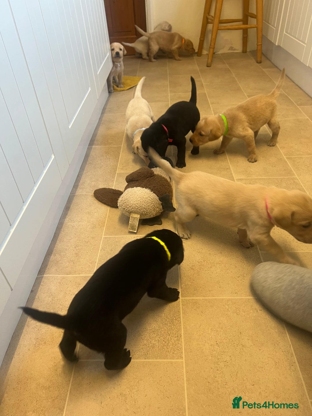 Labrador Retriever dogs for sale: Working/Active Pet - Image 3