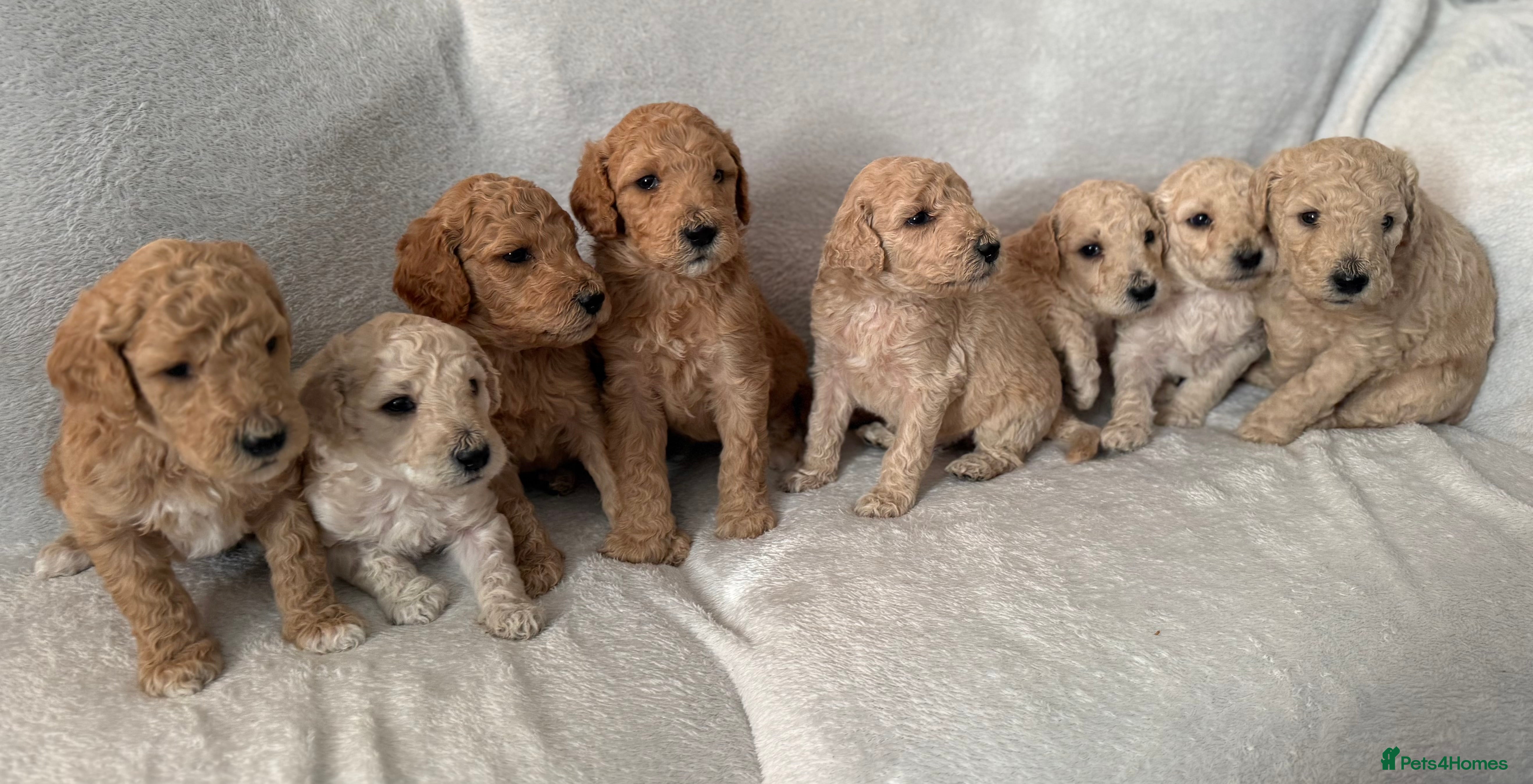 Standard Poodle dogs Health tested male standard poodles for sale - Advert 7