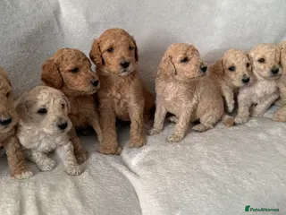 Standard Poodle dogs Health tested male standard poodles for sale - Advert 7