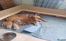 Labrador Retriever dogs for sale: Stunning KC registered labrador puppies in Hawick - Image 1