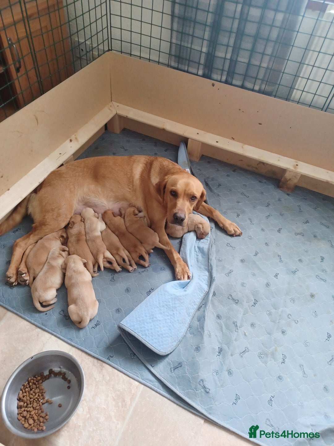 Labrador Retriever dogs for sale: Stunning KC registered labrador puppies in Hawick - Image 1
