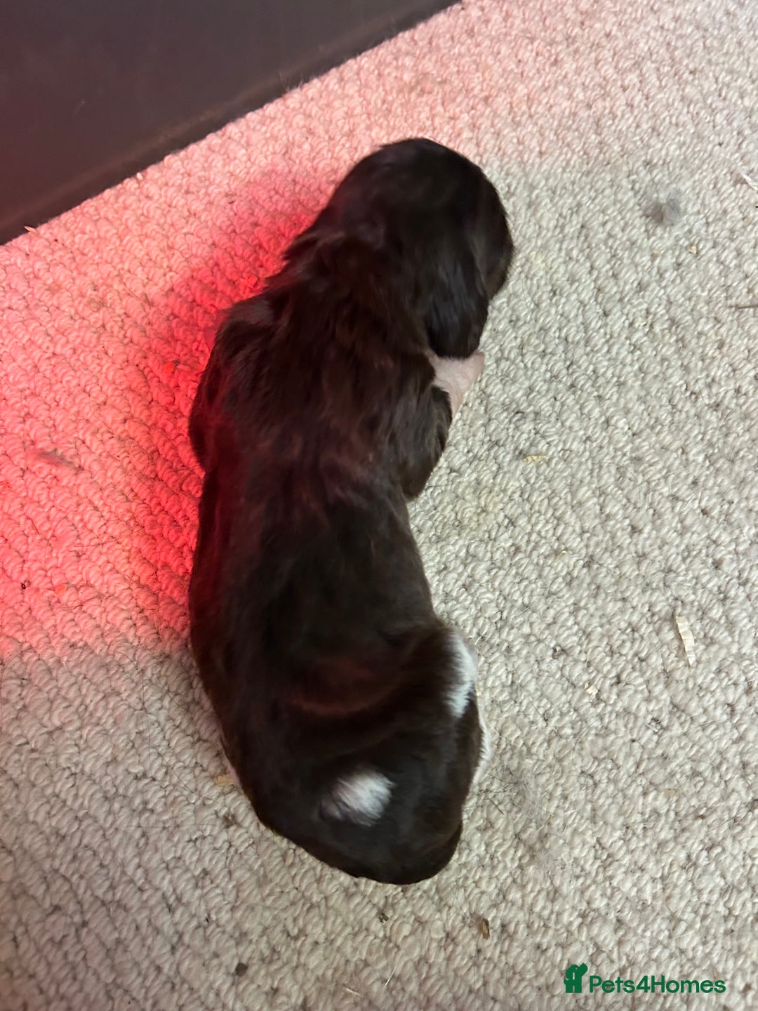 English Springer Spaniel dogs for sale: Springer Spaniel Puppies for sale  - Image 7
