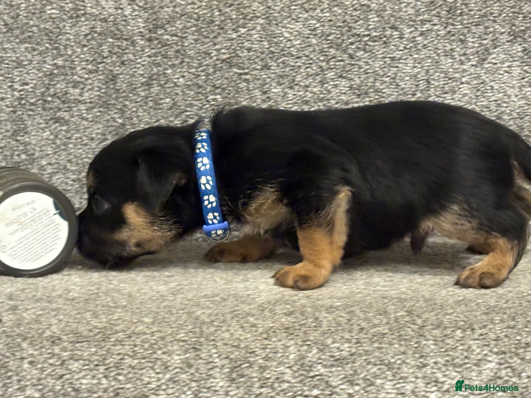Border Terrier dogs for sale: Poppys pups! KC border terriers. Ready 4  **   - Advert 7