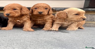 Cockapoo dogs - Advert 4