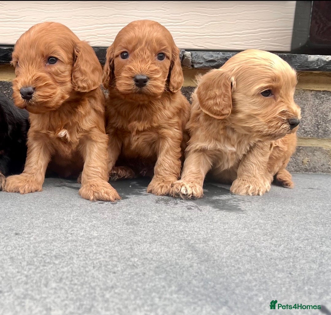 Cockapoo dogs for sale: ADORABLE COCKAPOO PUPPYS BOTH KC PARENTS ARE HERE  - Image 2