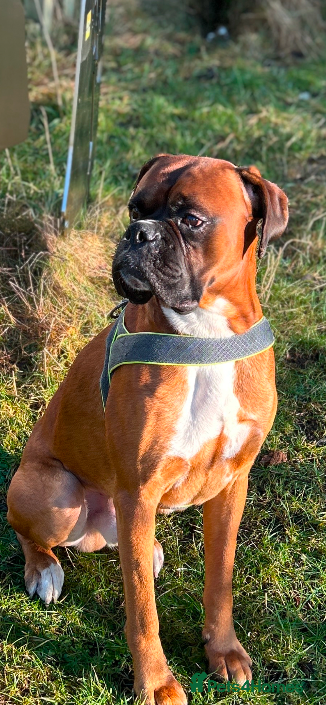 Boxer dogs Proven Handsome KC reg boxer-Heart score 0 in Tredegar - Advert 3