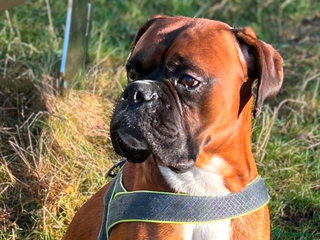 Boxer dogs in Tredegar - Advert 2