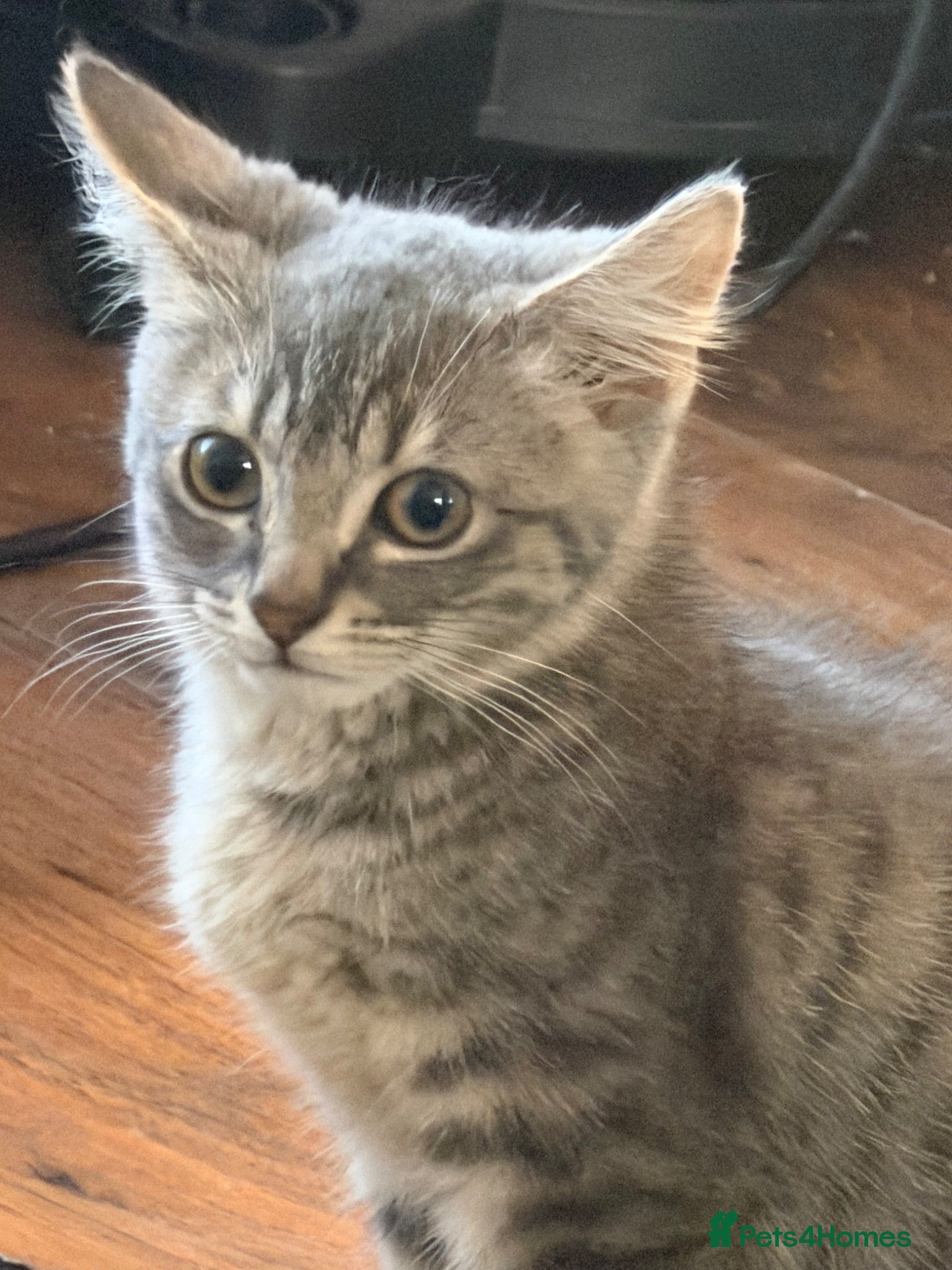 British Shorthair cats British short hair cross Bengal  - Advert 13