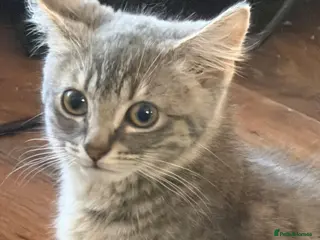 British Shorthair cats British short hair cross Bengal - Advert 3