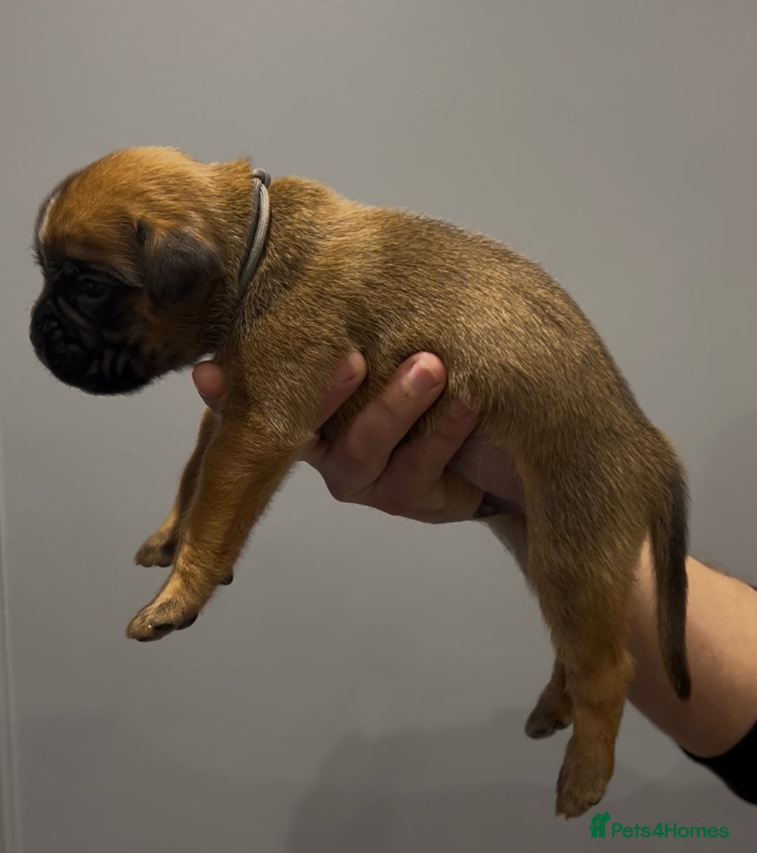 Boxer dogs for sale: 9 Beautiful Boxer Puppies - Pet Only  - Advert 8