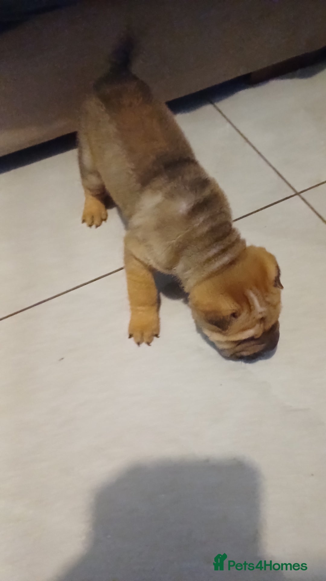Shar Pei dogs for sale: Only 3 left beautiful pups ready to leave  - Advert 27