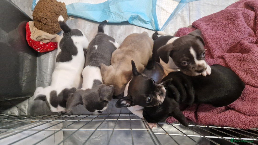 Mixed Breed dogs for sale: Fantastic 3/4 French bulldog and a 1/4 jack puppy - Image 7