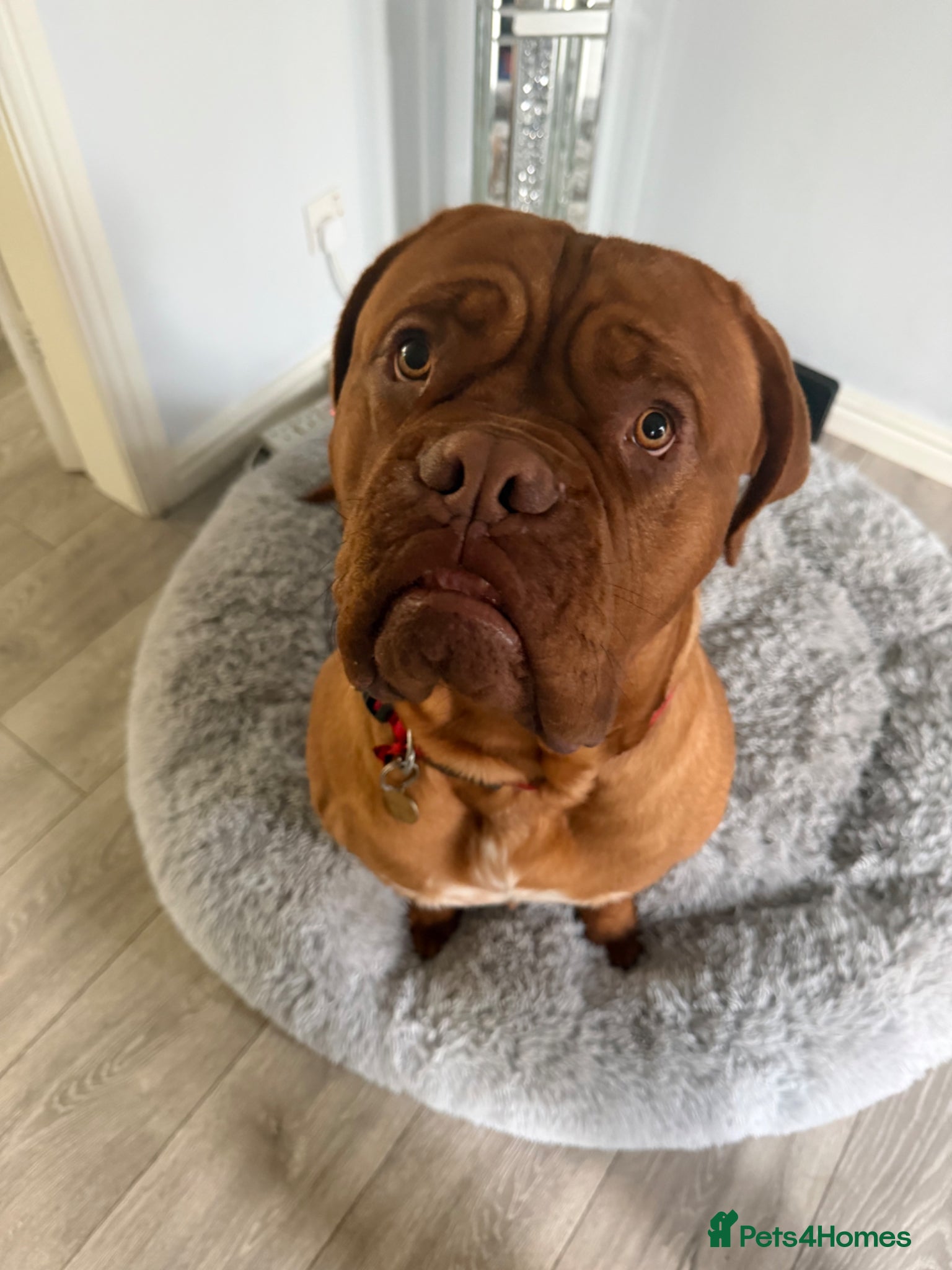 Dogue De Bordeaux dogs Dogue de Bordeaux  - Advert 2