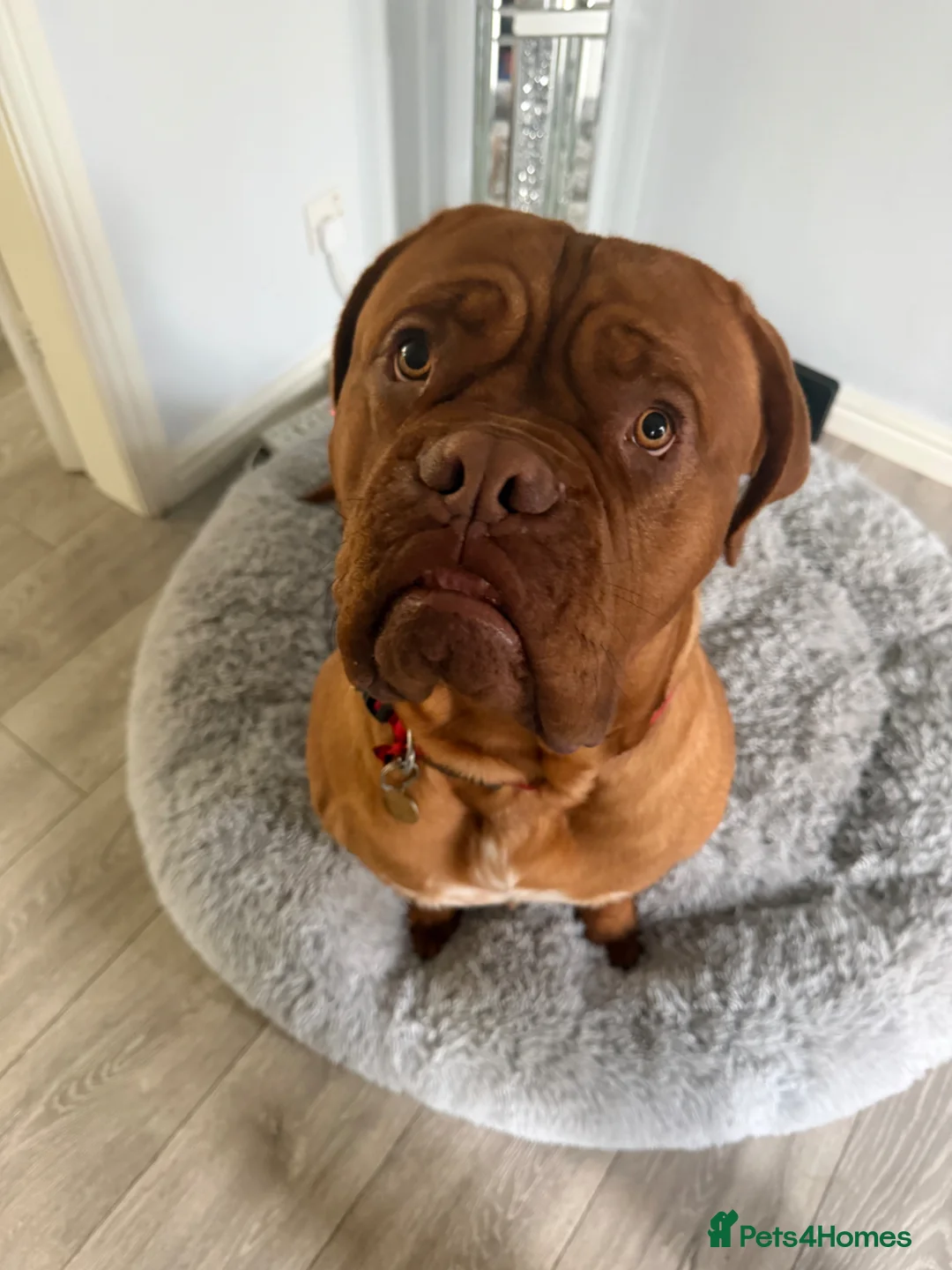 Dogue De Bordeaux dogs for sale: Dogue de Bordeaux  - Advert 1