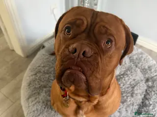 Dogue De Bordeaux dogs Dogue de Bordeaux - Advert 2