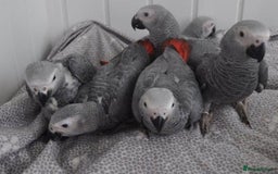 Parrots birds for sale: 12w Hand reared Congo African grey parrot babies  - Advert 16